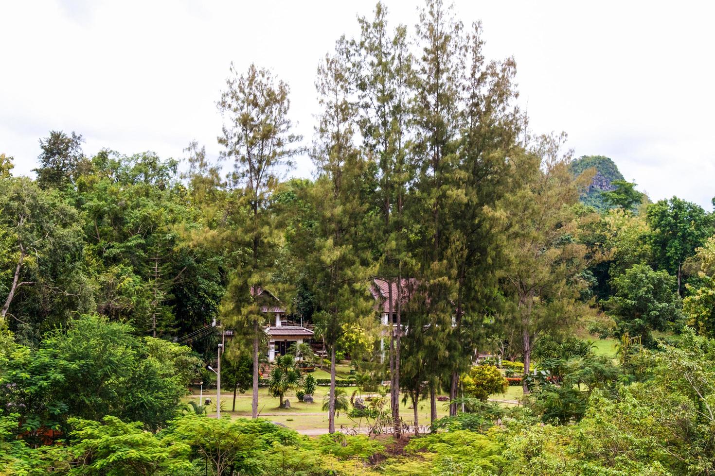 Beautiful rain forest photo