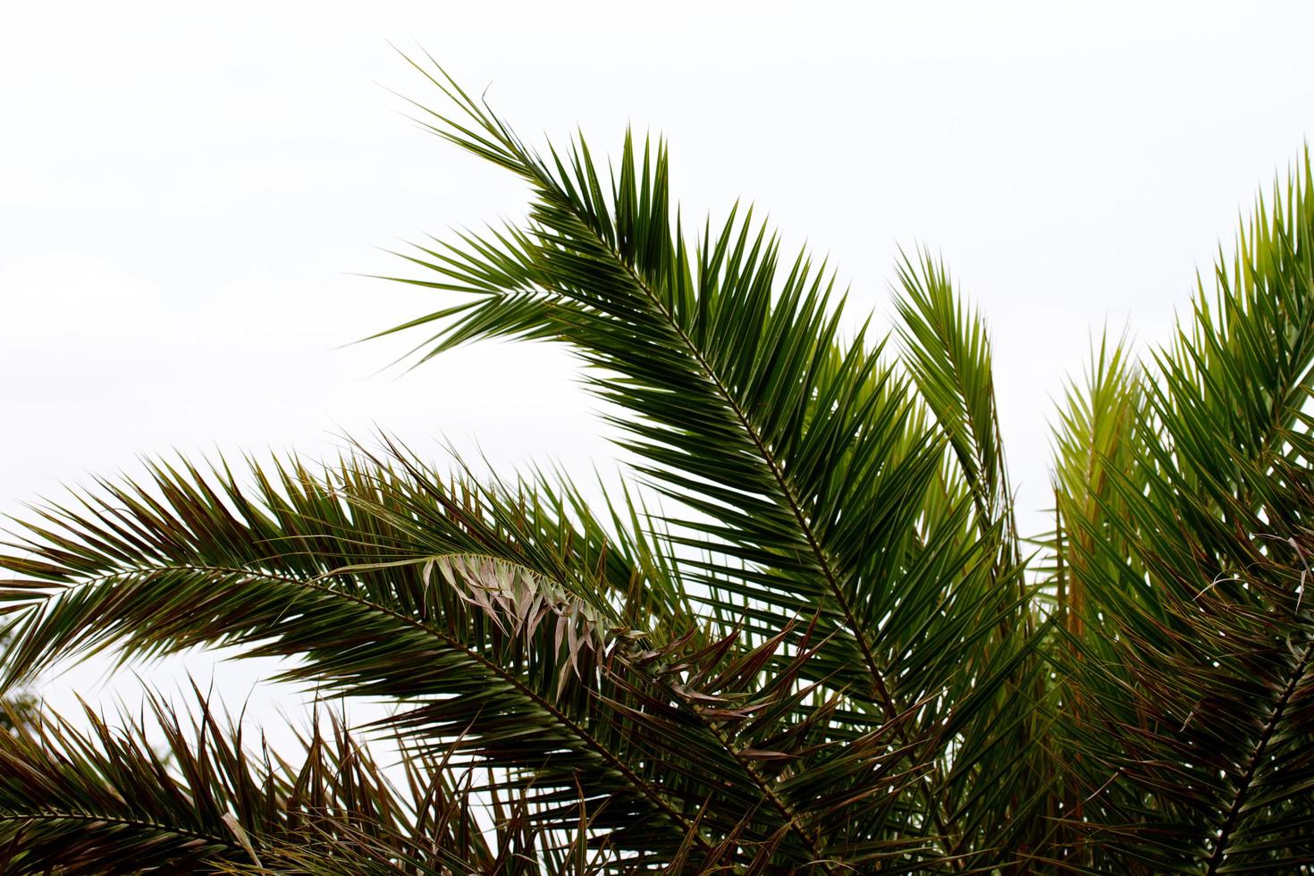 Palm tree on south of Thailand photo