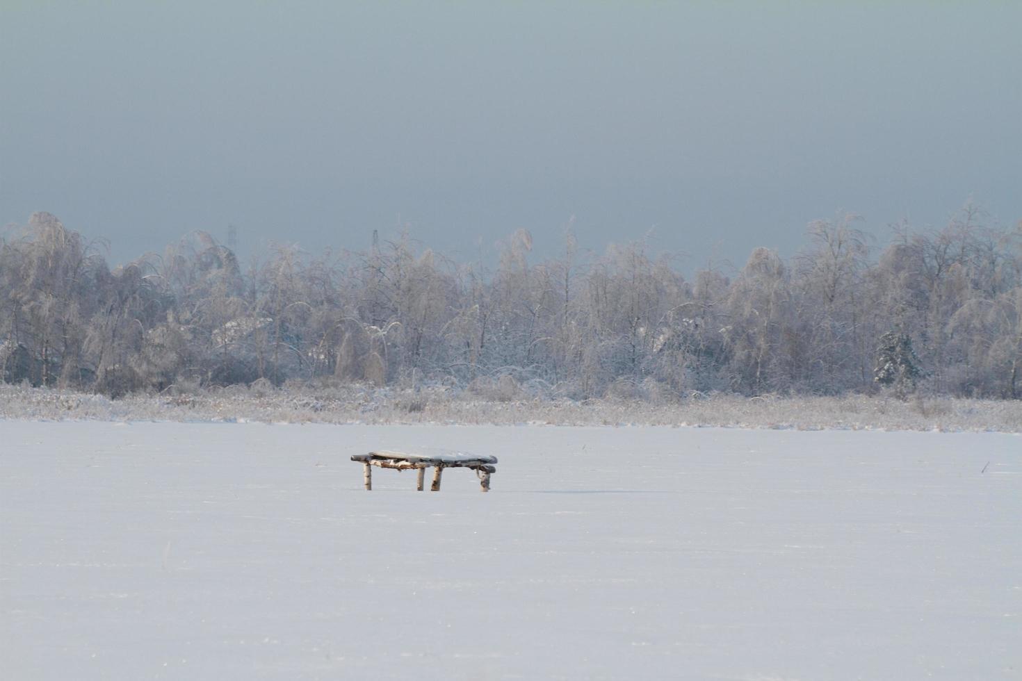 beautiful winter forest photo