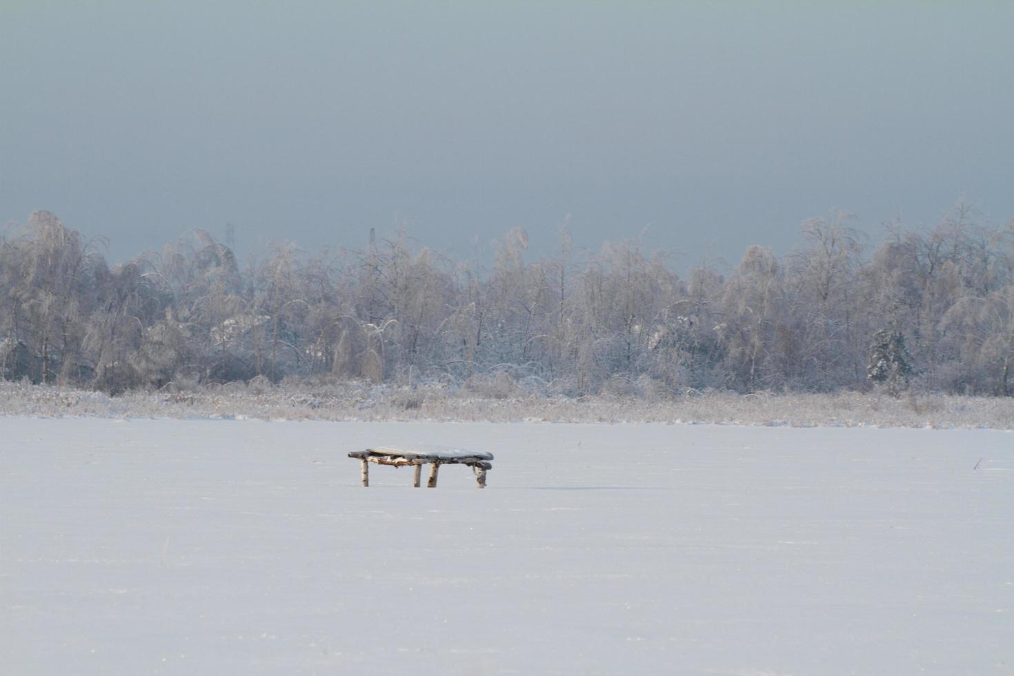 beautiful winter forest photo