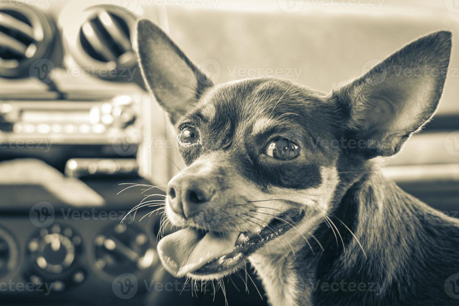 Very happy and cheerful russian toy terrier dog Tulum Mexico. photo