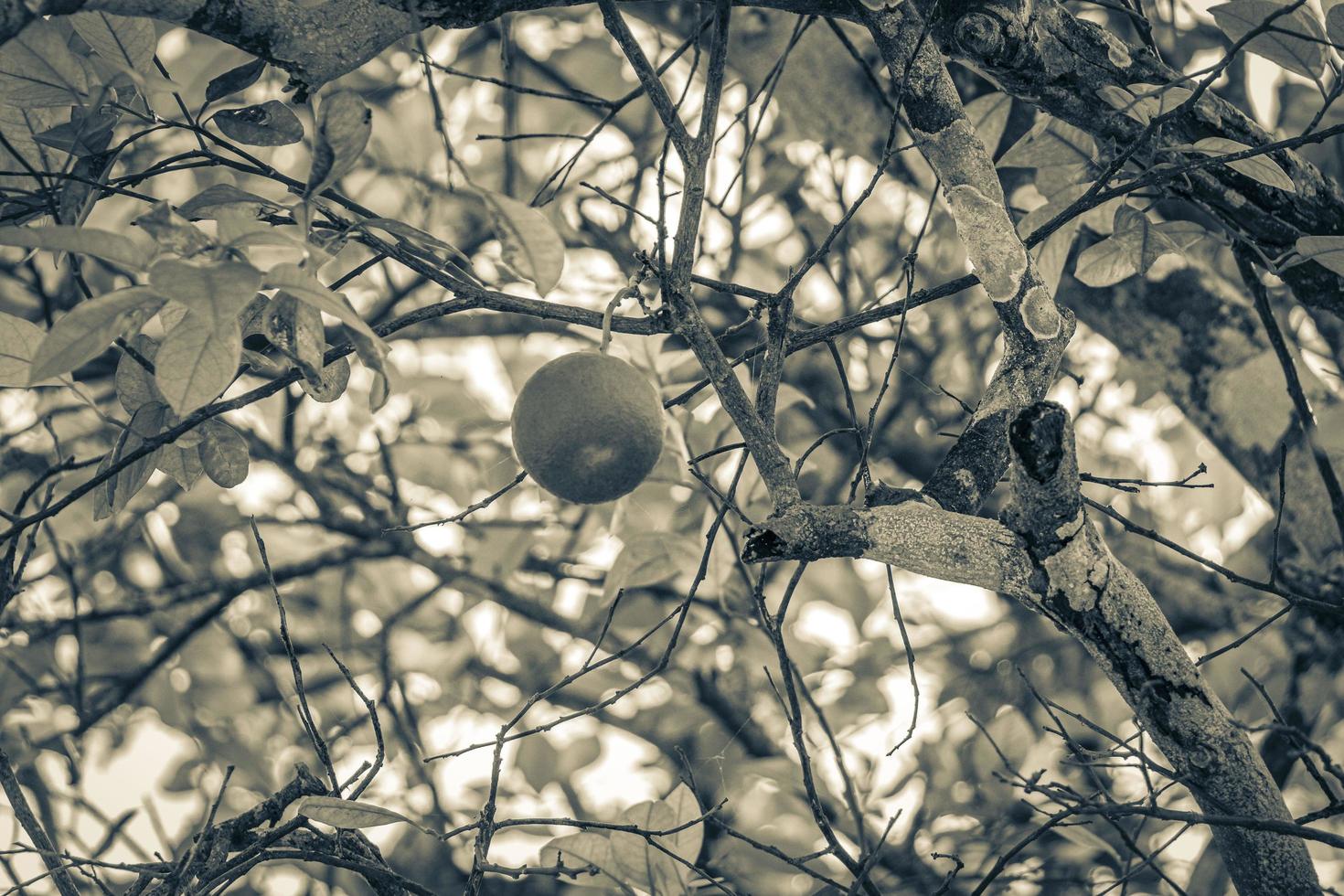 Tree with hanging growing green orange mandarin in Mexico. photo