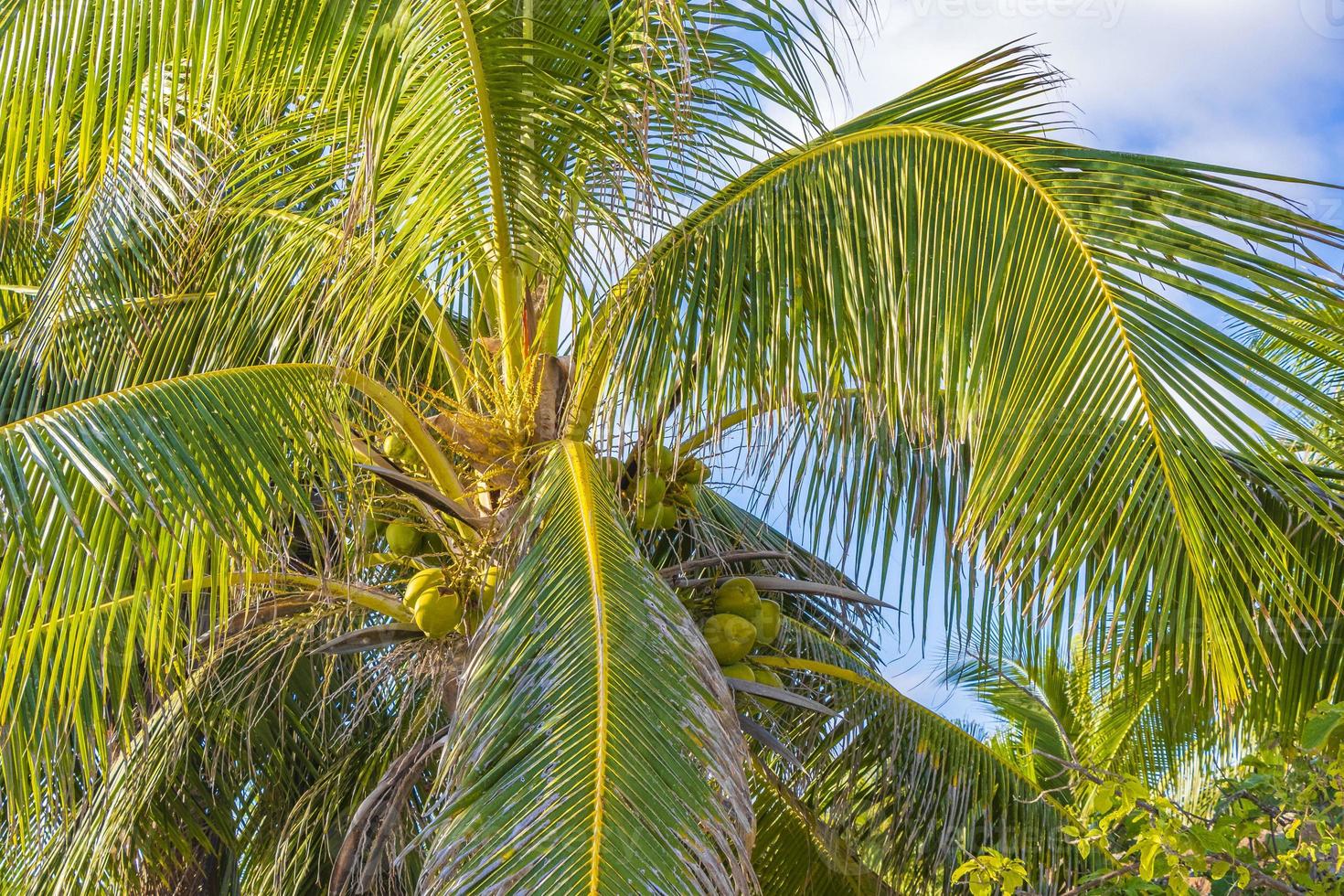 Tropical palm tree with blue sky and coconuts Tulum Mexico. photo