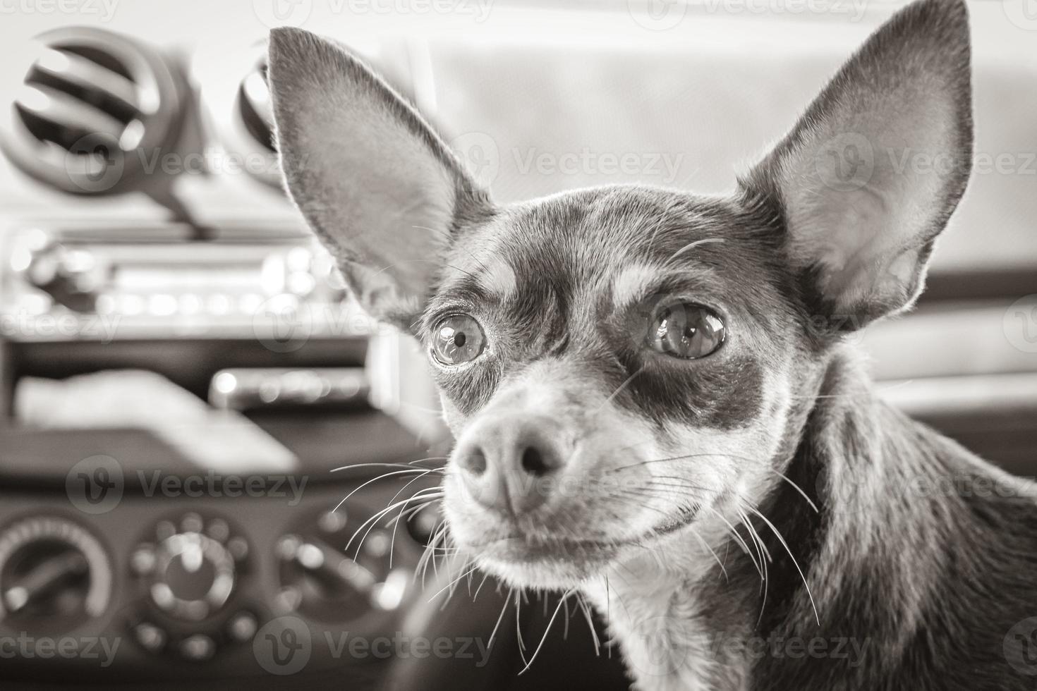 Very happy and cheerful russian toy terrier dog Tulum Mexico. photo