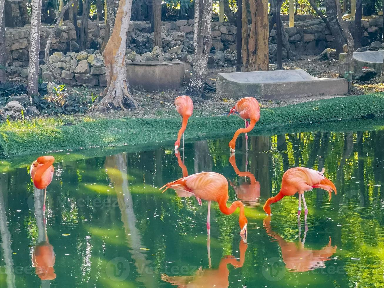 Pink flamingos in pond lake in luxury resort in Mexico. photo