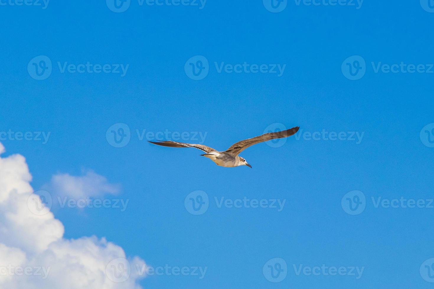 Flying seagull bird with blue sky background Holbox island Mexico. photo