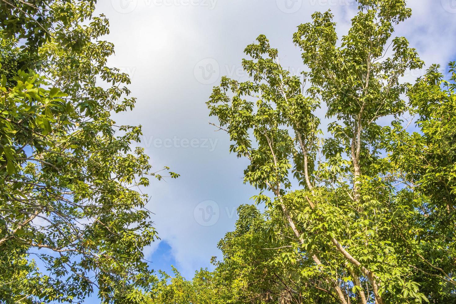 Tropical plants palm trees at natural jungle forest Tulum Mexico. photo