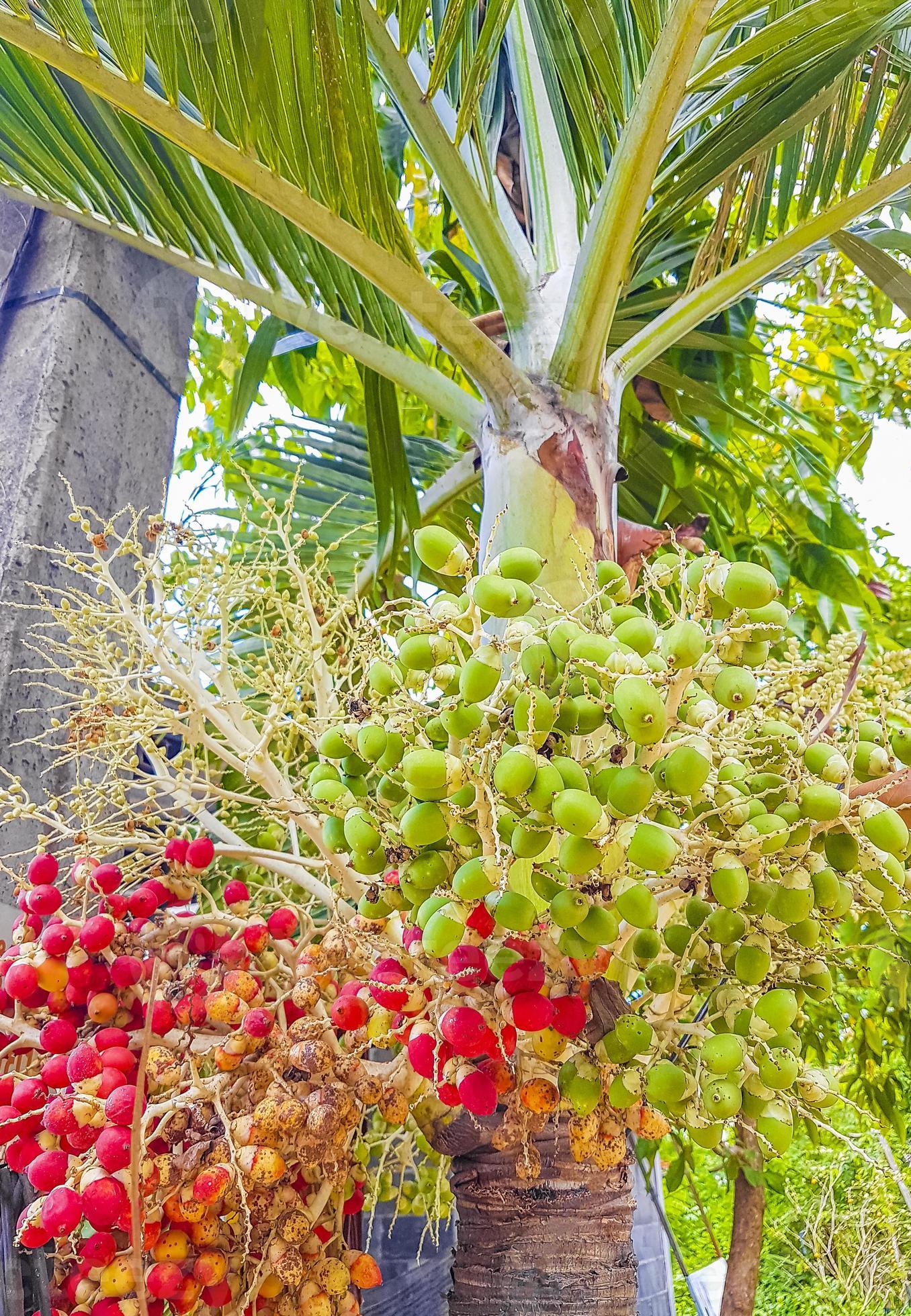Betel nut palm tree with red fruits Koh Samui Thailand. 7664468 Stock