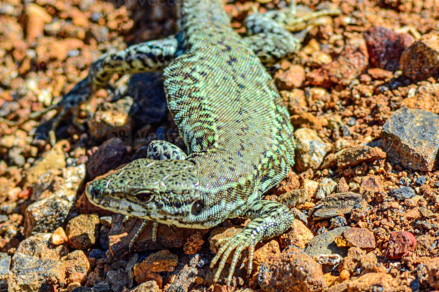 Scenic shot of a green lizard on the orange ground photo