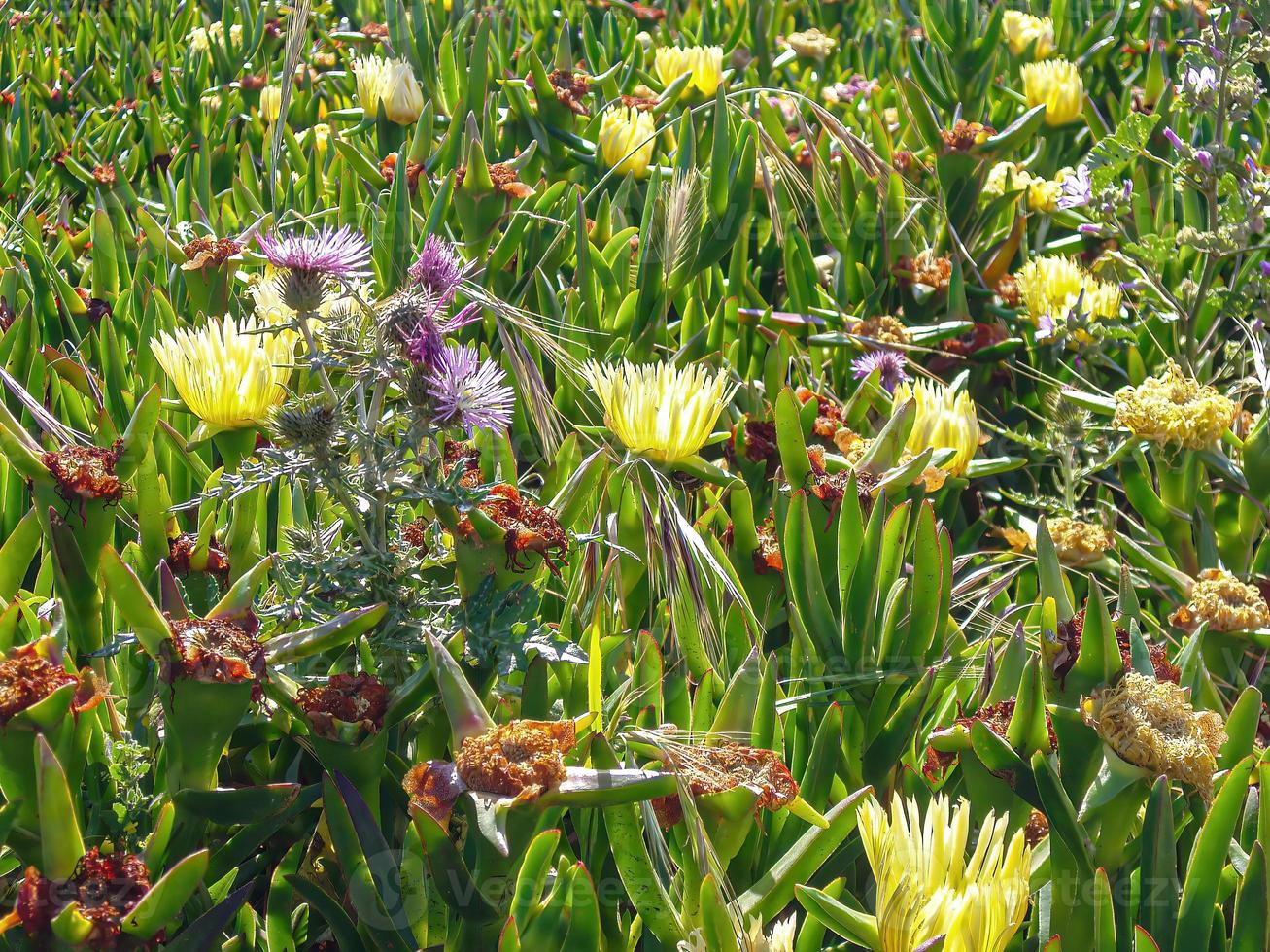 yellow flowers in the meadow photo