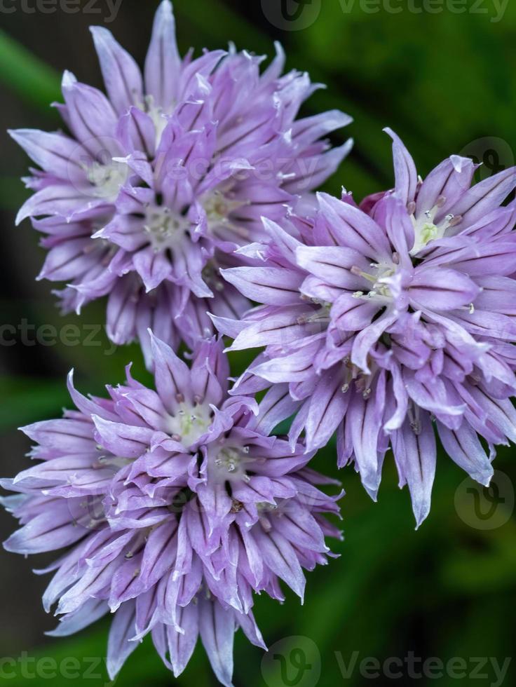 Flower of chives Allium schoenoprasum photo