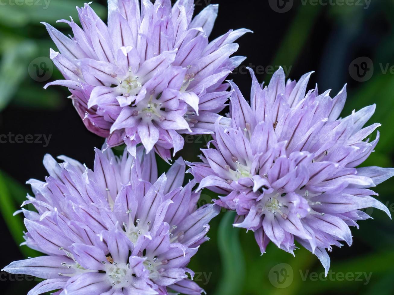 flor de cebollino allium schoenoprasum foto