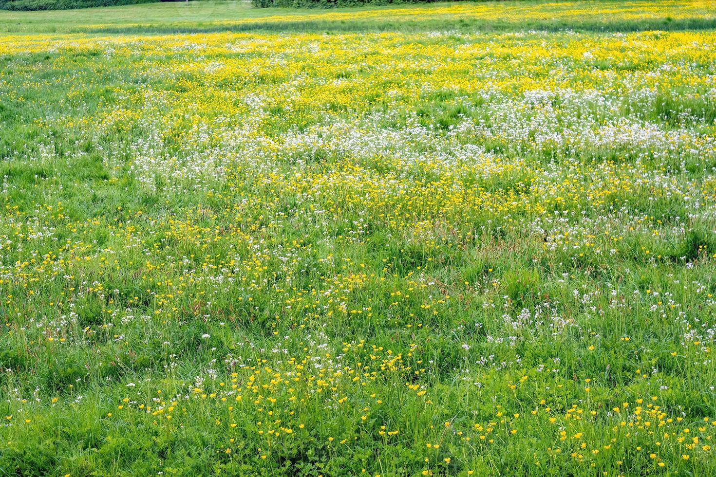 field of dandelions photo
