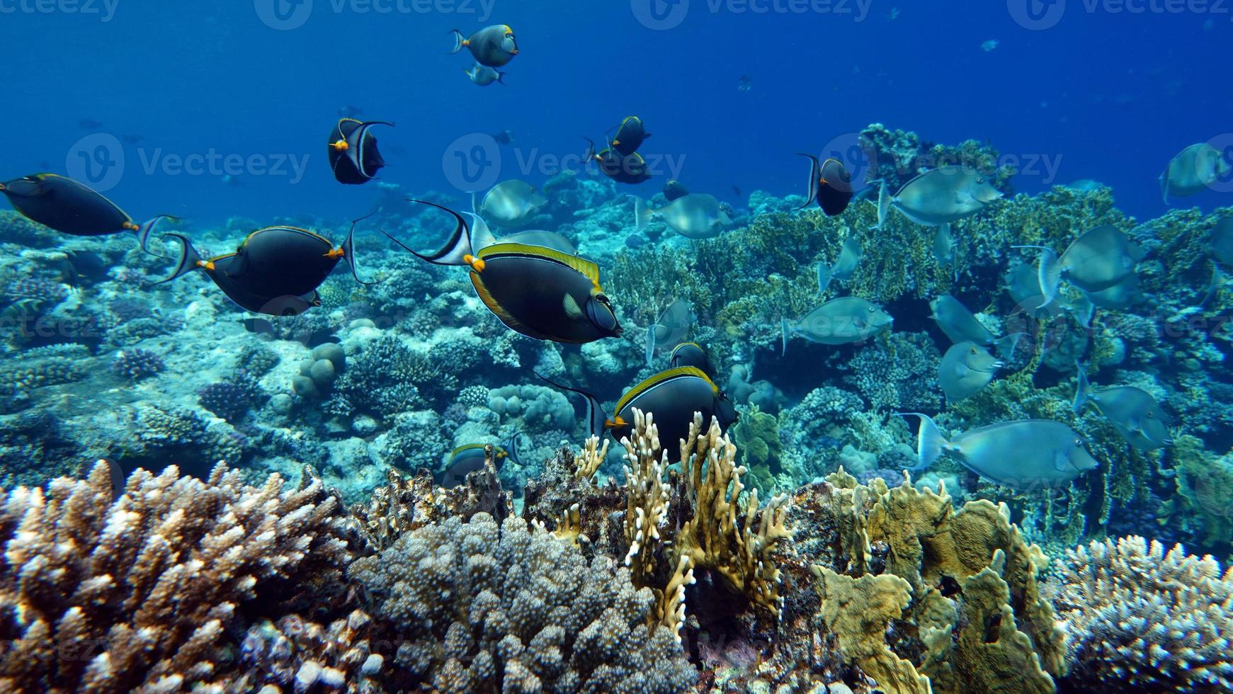Beautiful fish on the Red Sea reef. photo