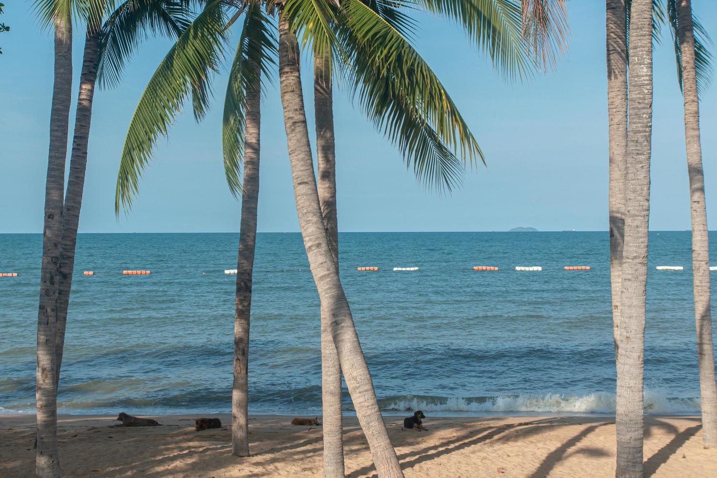 la playa de pattaya, tailandia, da la bienvenida a los turistas. foto