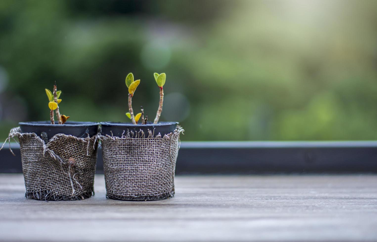 Potted flowers on wooden table, blurred background, and nature photo