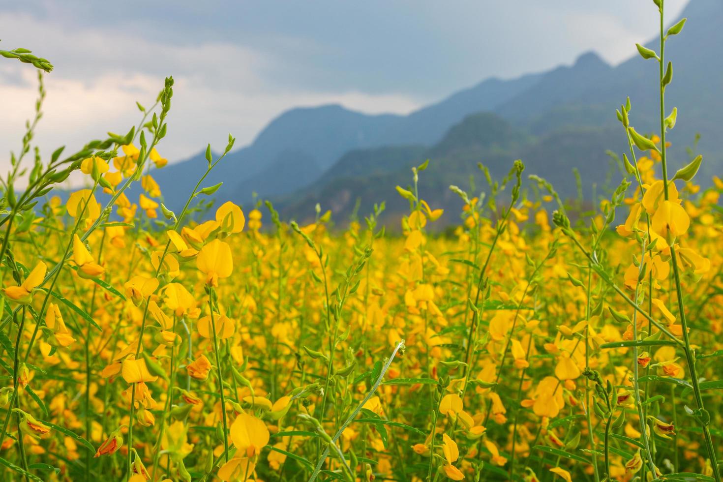 Sunhemp flowers in the field.  Blurred and soft focus of Sunhemp field with copy space and text. photo