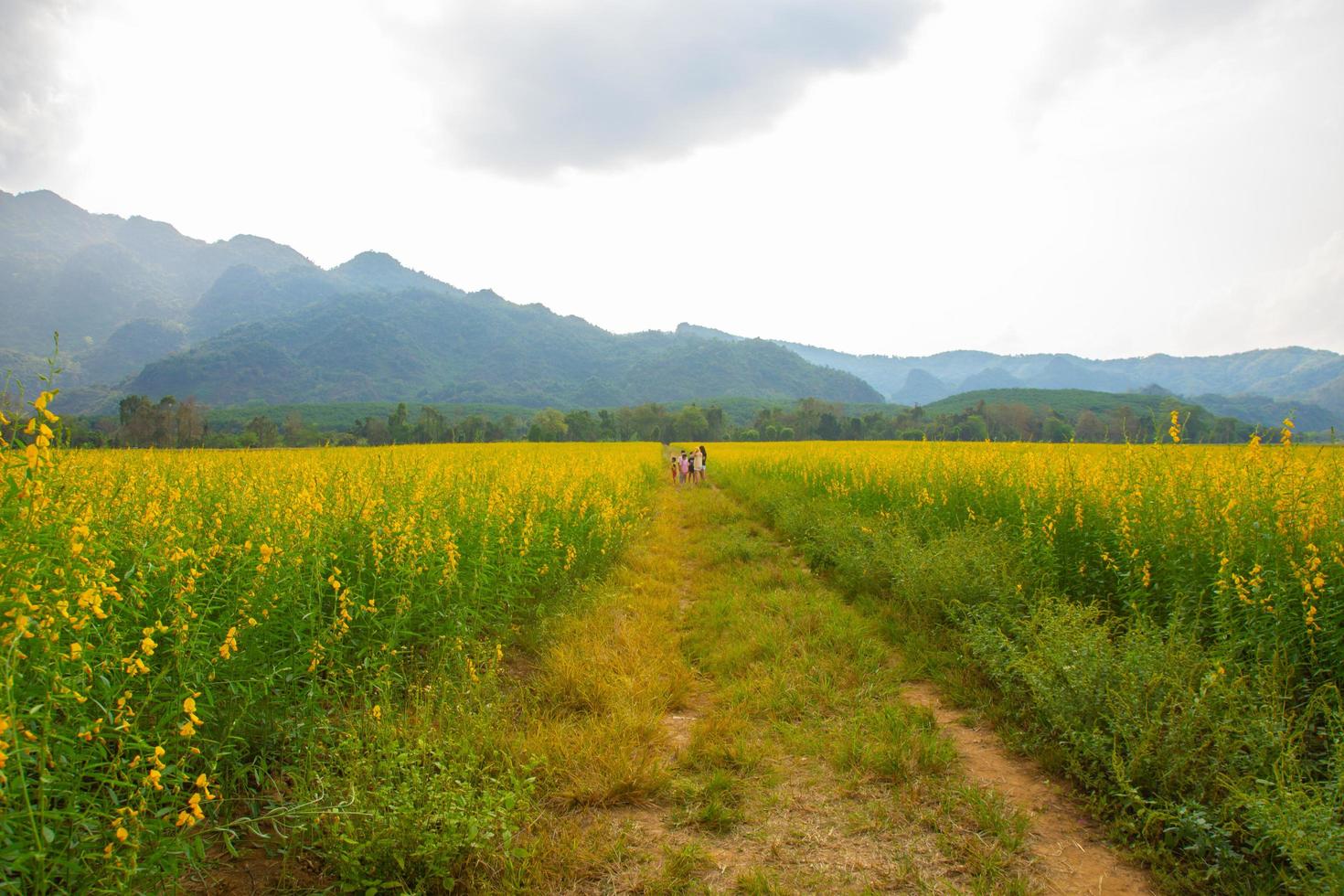 Sunhemp flowers in the field.  Blurred and soft focus of Sunhemp field with copy space and text. photo