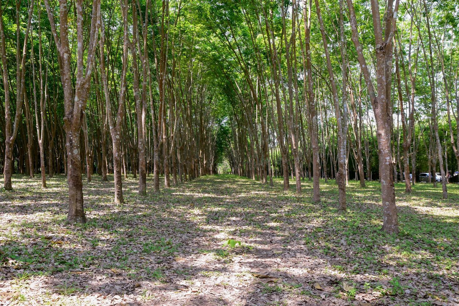 View of rubber plantations in northern Thailand photo