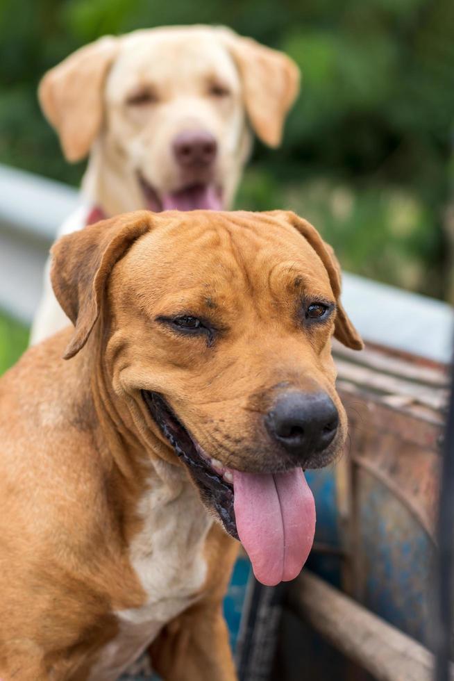 The faces of both Thai dogs stick out the tongue. Funny. photo