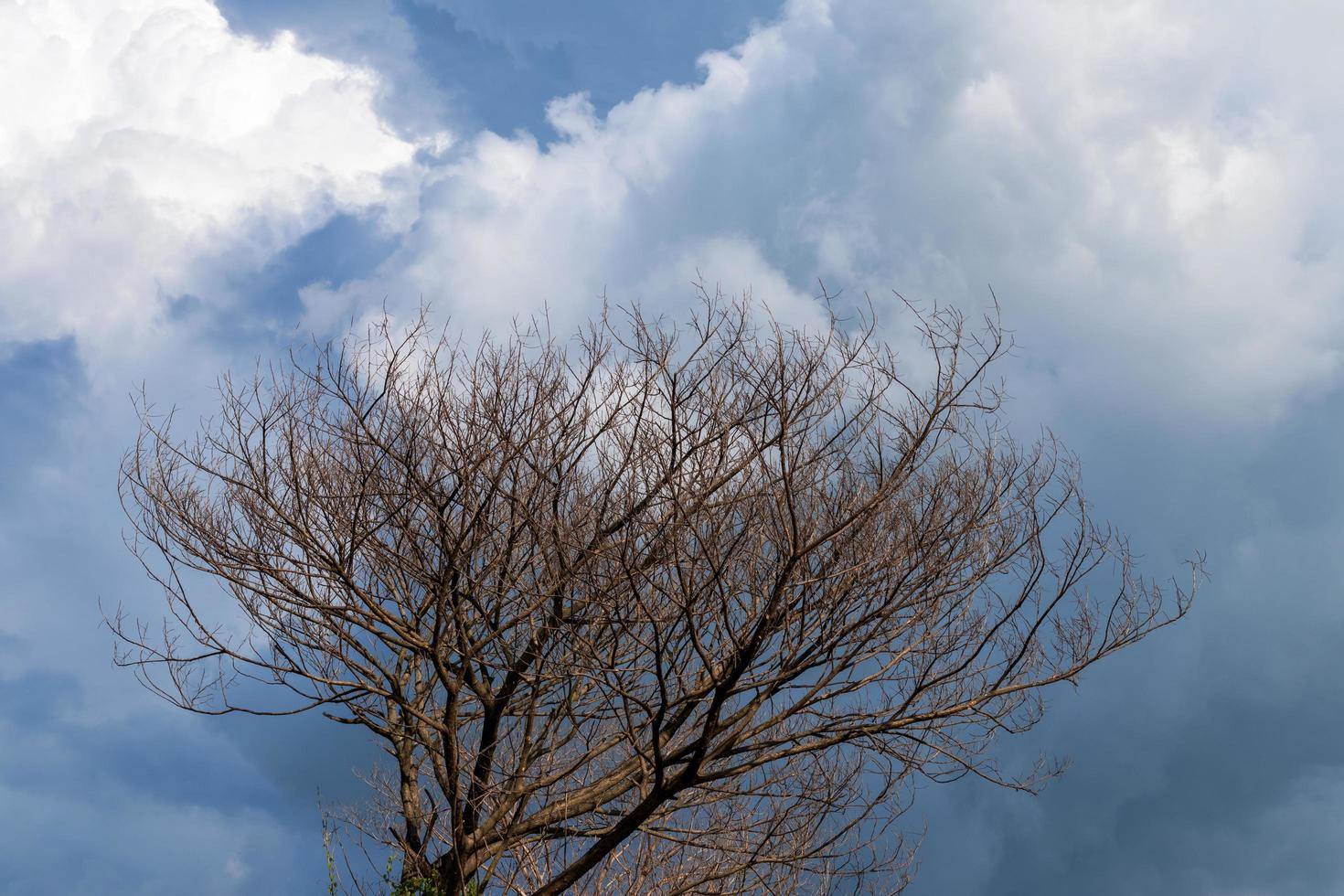 Dry twigs without leaves and overcast clouds. photo