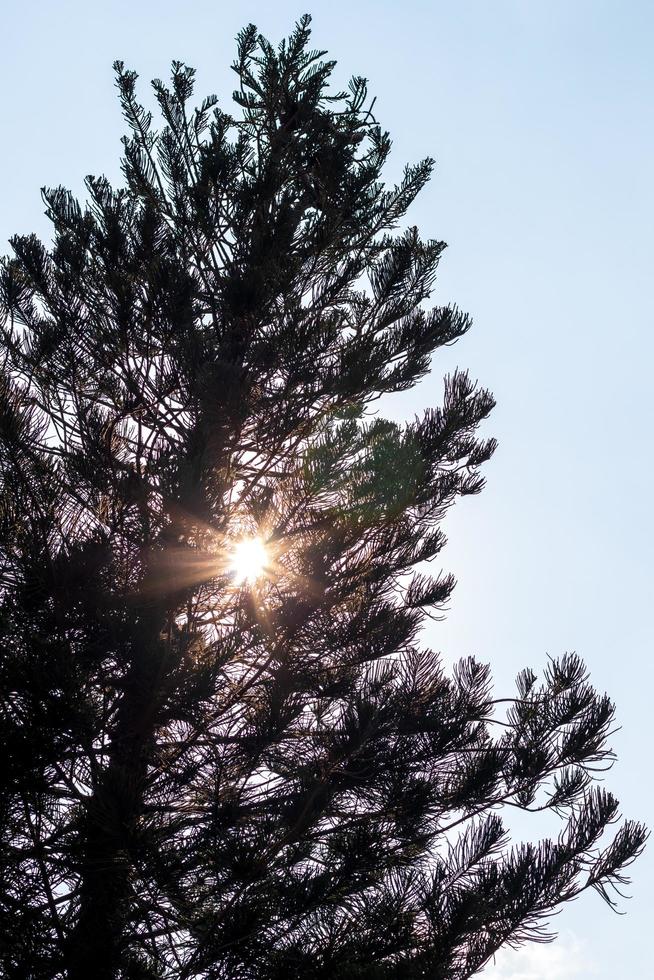 los pinos de silueta y la luz del sol brillan. foto