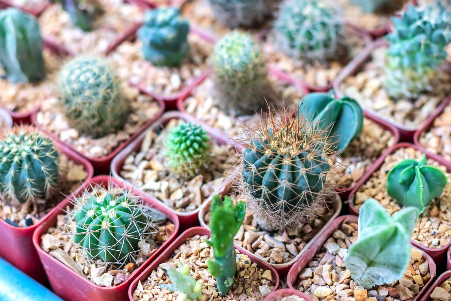 Many small cactus in pots. photo