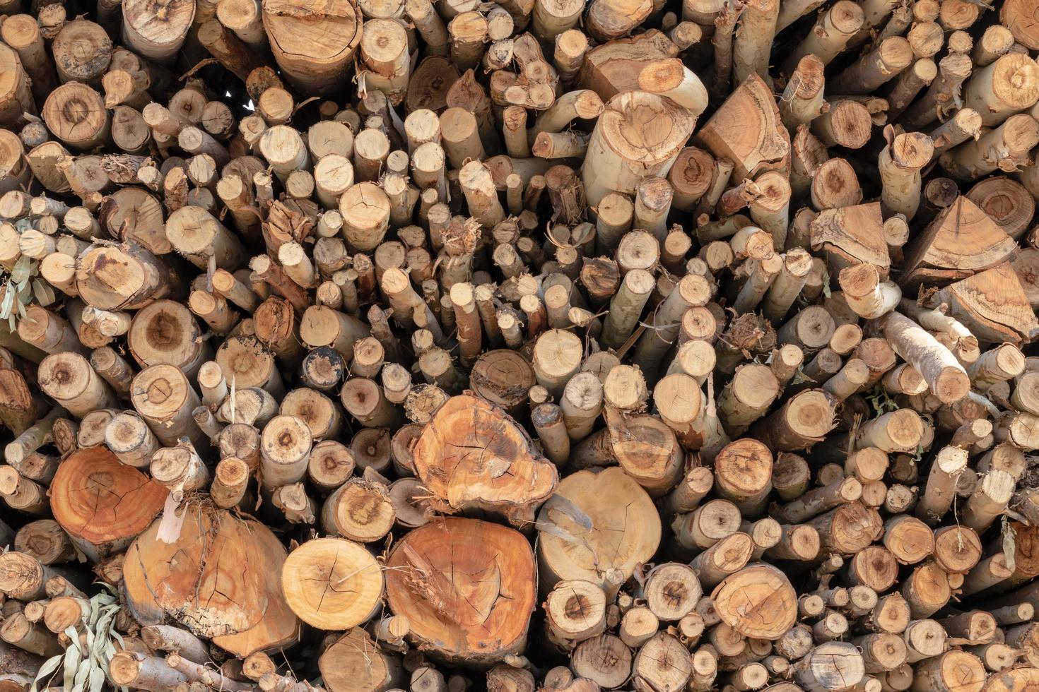 Background of various sizes of eucalyptus logs. photo