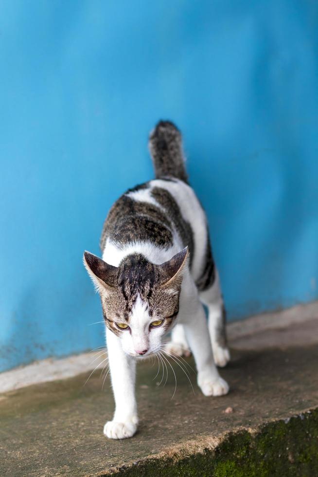 White Thai cat, black pattern, standing sick. photo