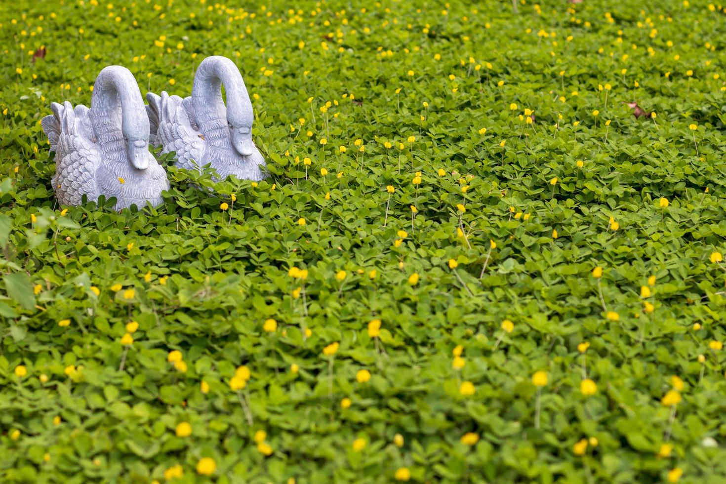 Duck statue in water weed garden. photo