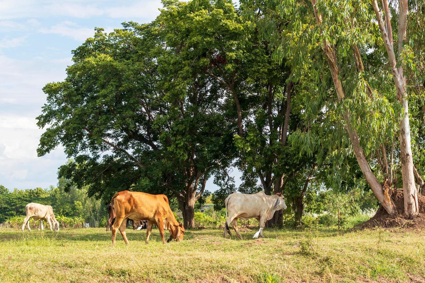 las vacas tailandesas blancas y marrones pastan cerca de un árbol grande. foto