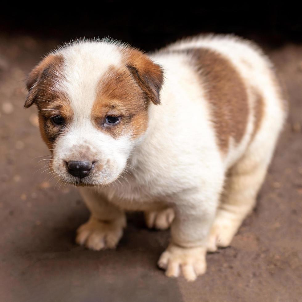 The white and brown Thai puppy stands on the ground. photo