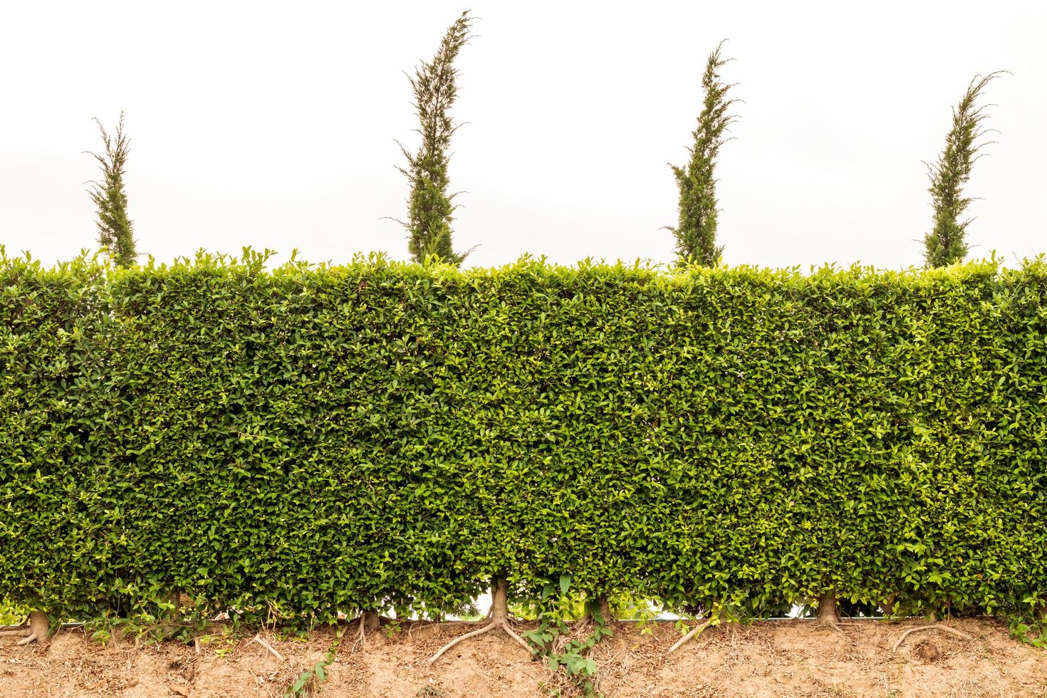 Isolate fence, shrub green leaves plenty. photo