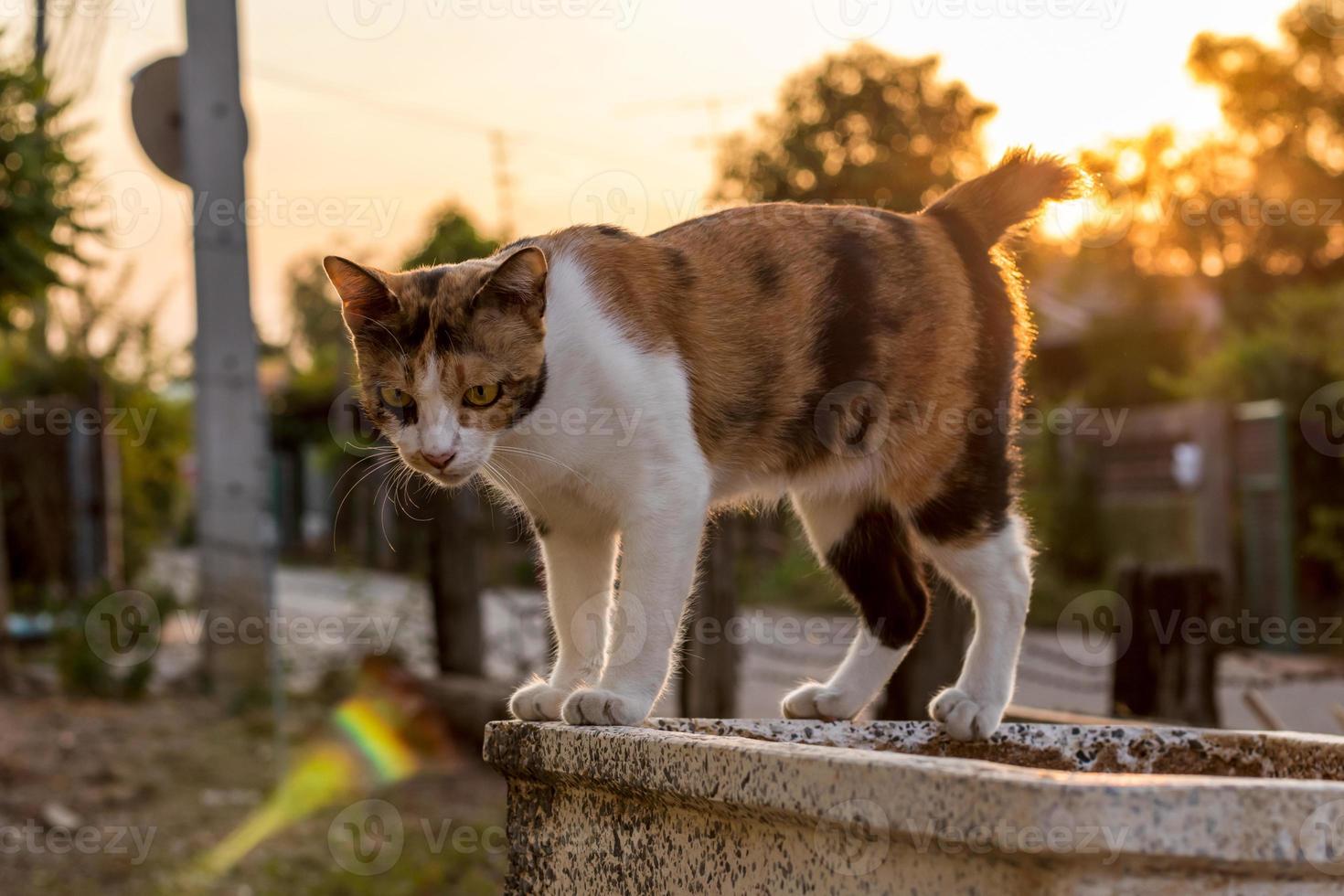 One three-colored Thai cat stood backlit on the edge of a concrete basin. photo