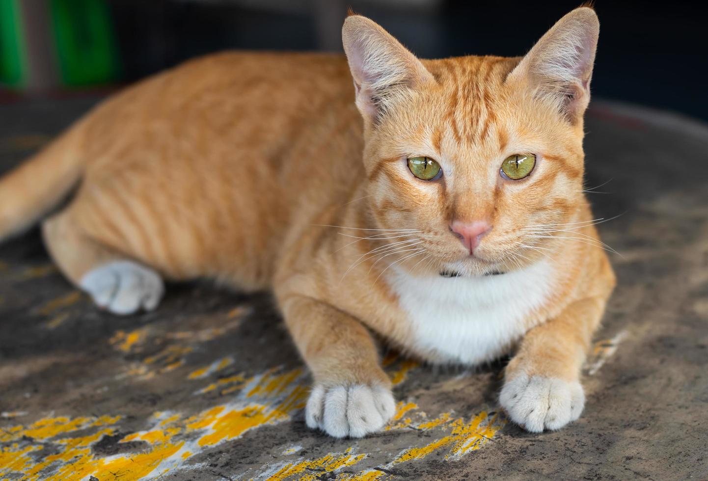 A yellow-and-white cat lying on the table. photo