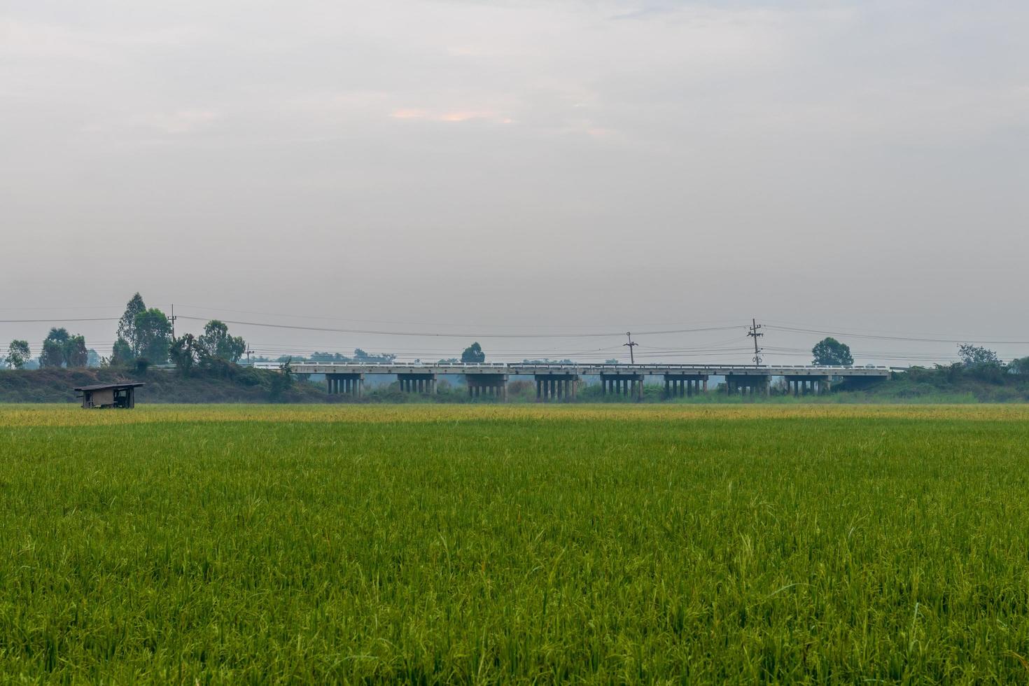 Early morning rice fields with concrete bridges. photo