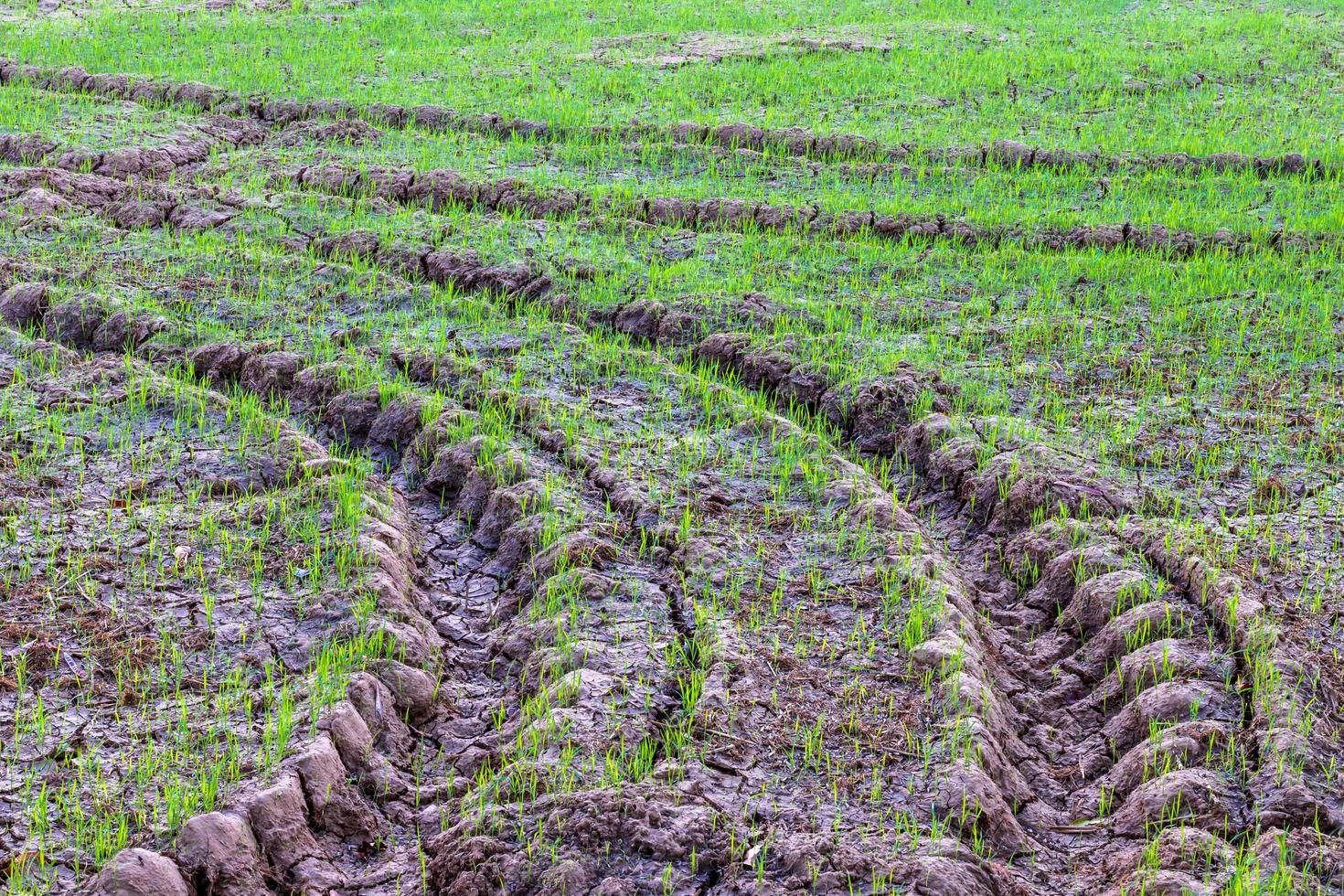 Traces of wheels on the ground with rice seedlings. photo