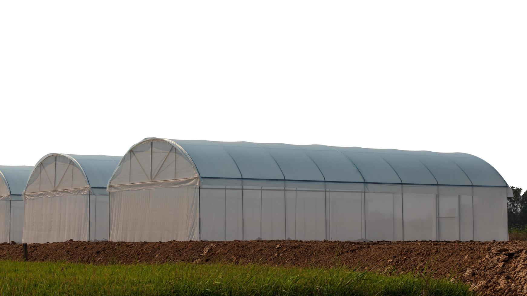 Isolate dome cultivated on the ground. photo