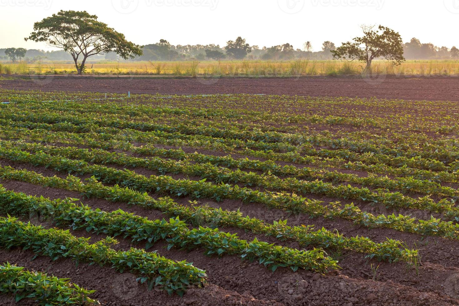 Rural sweet potato plantation area. photo