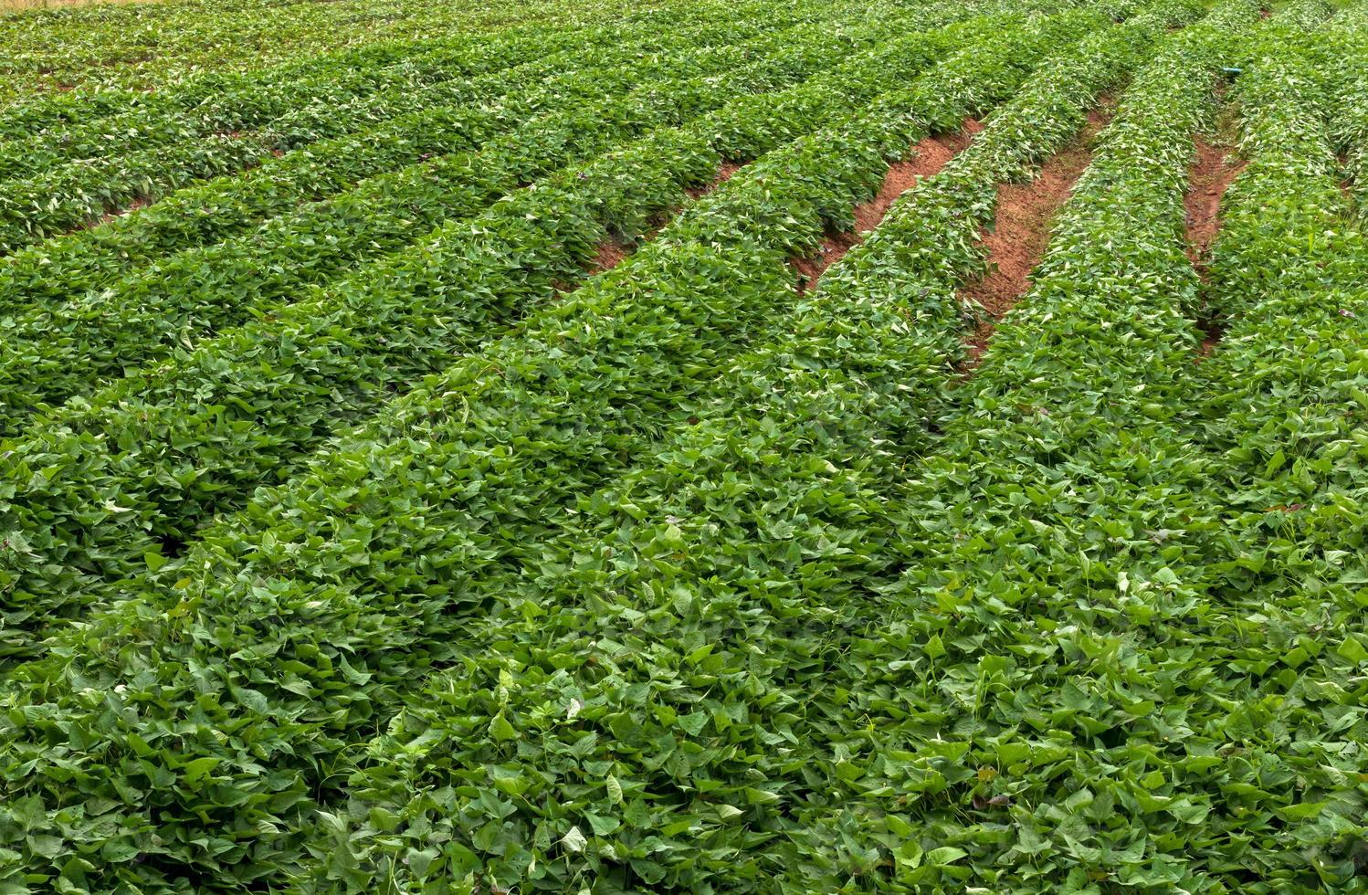Green leaves of many sweet potato crops on the ground. photo