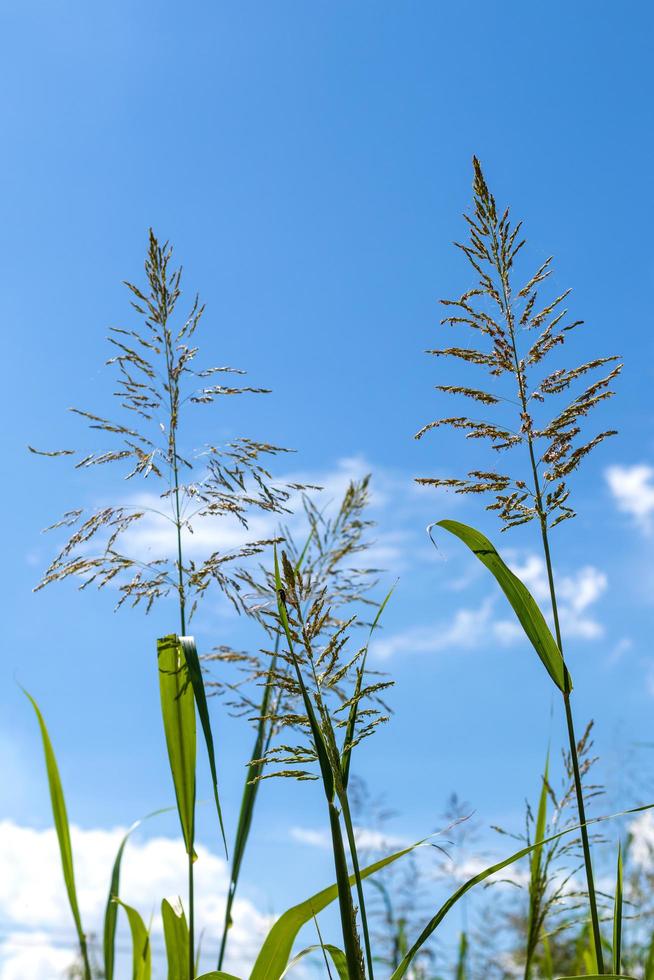 Flowers of the grass against the daytime sky. photo