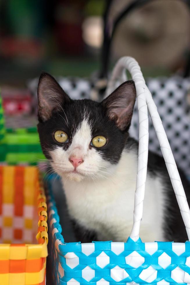 Black and white cat in a wicker basket of colorful plastic. photo