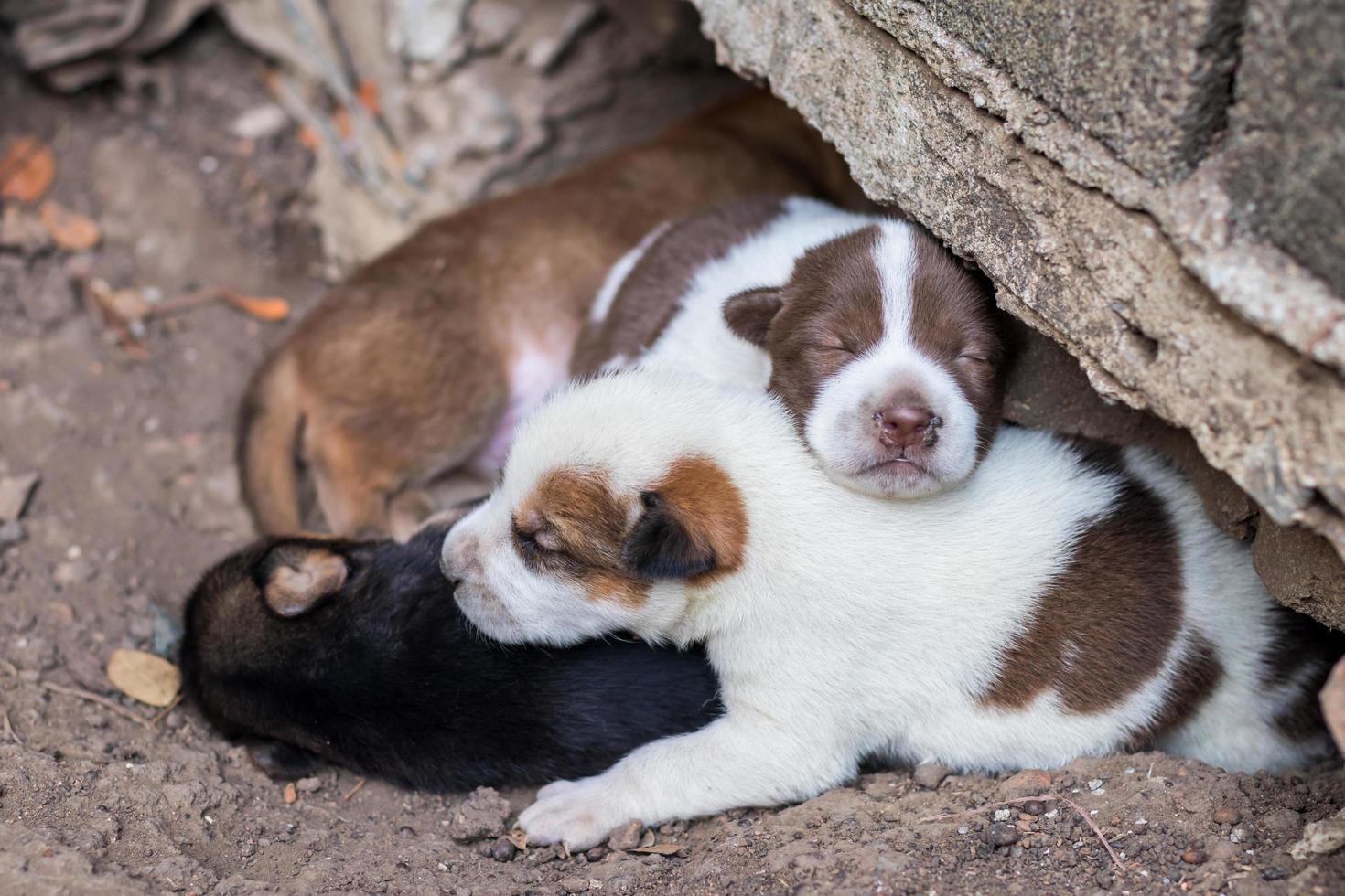 los cachorros tailandeses yacen en el suelo bajo el suelo de hormigón. foto