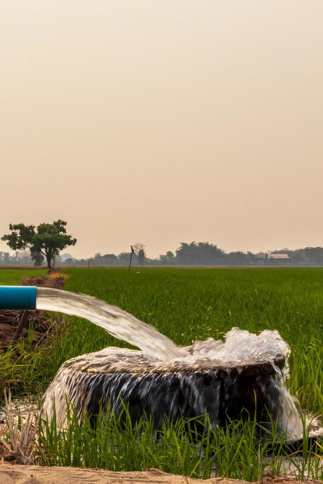 Water flows from a pipe into a basin of green rice and trees. photo