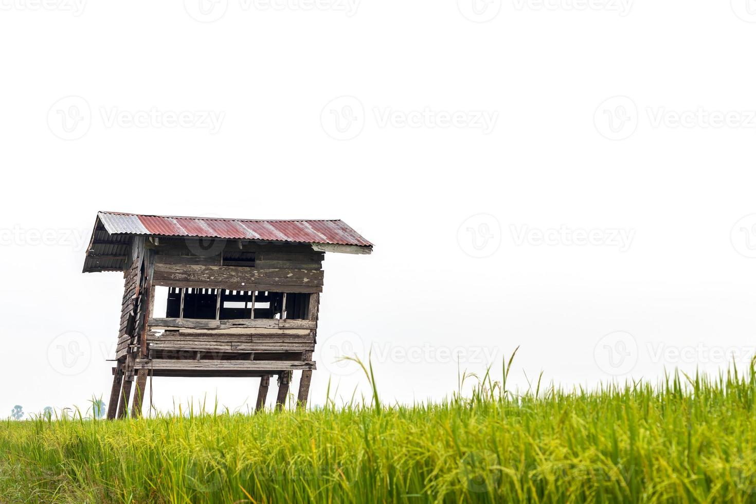 Old wooden huts ruin in the rice fields. photo