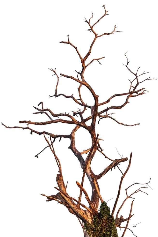 Isolated dead tree branches. photo