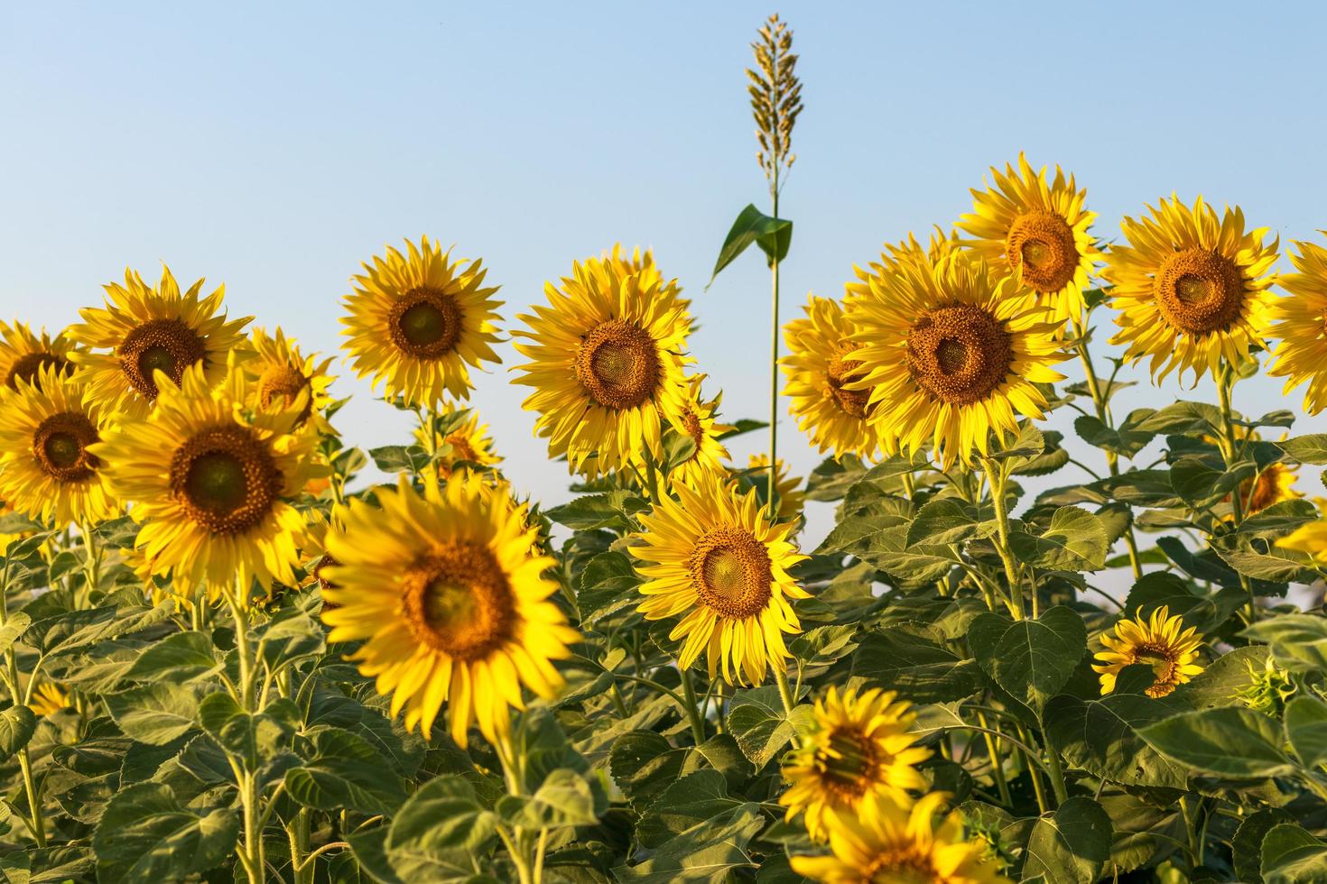 los girasoles florecen maravillosamente en el cielo diurno. foto