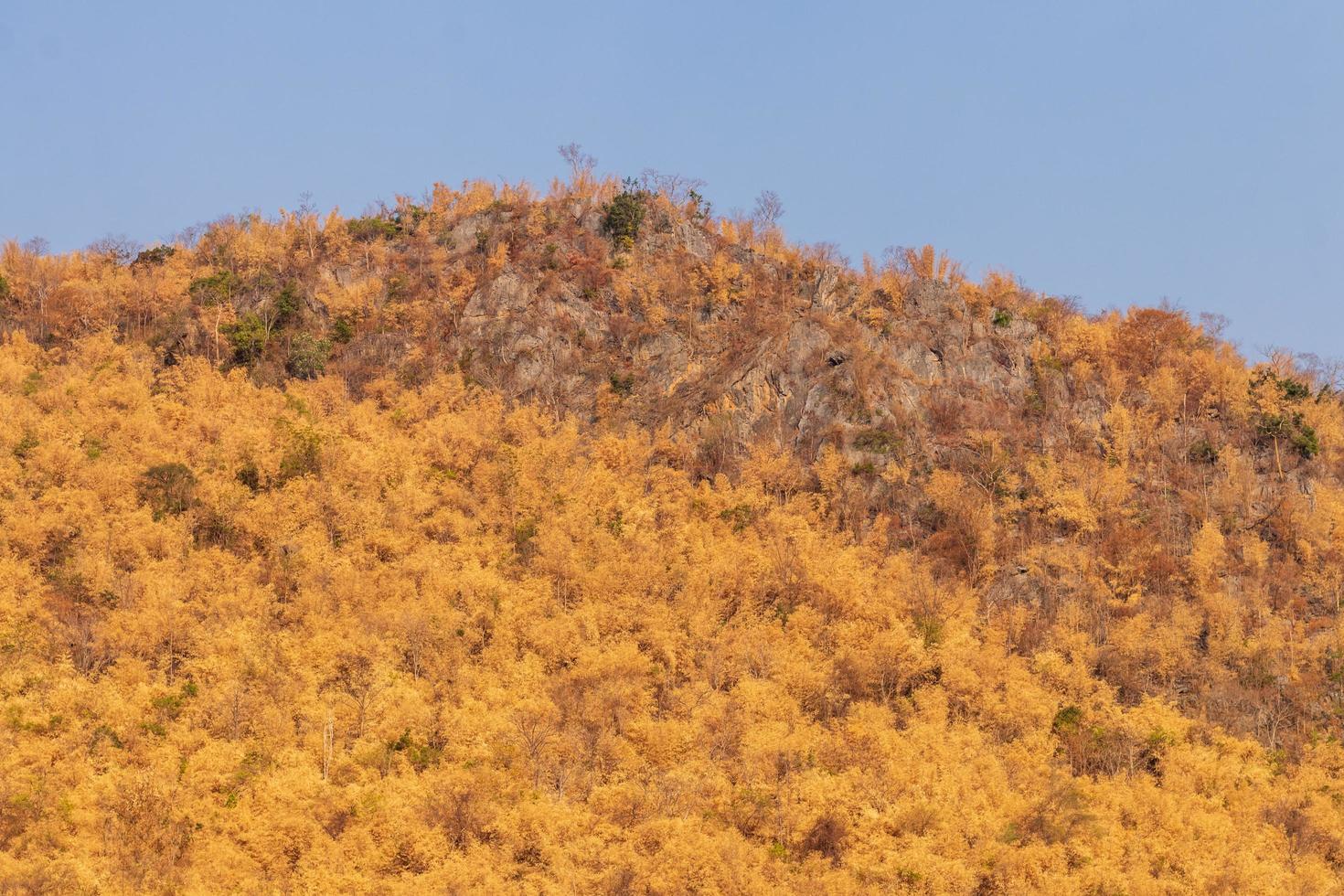 árboles muertos por incendios forestales estribaciones. foto