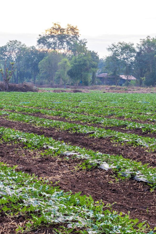 Watermelon cultivation areas near rural villages. photo