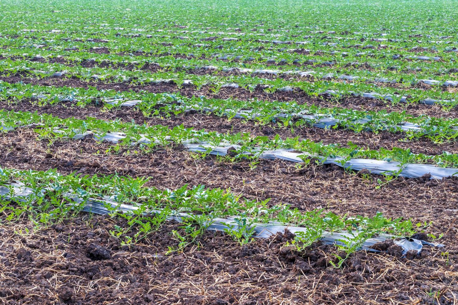 Watermelon plantation background in rows. photo